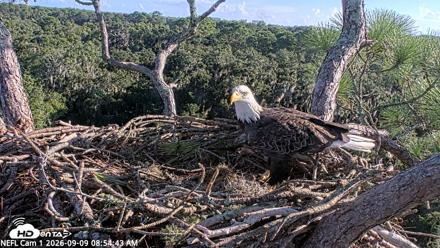 NE Florida Eagles Live Webcam - Sep 9, 2026, 8:55am EDT