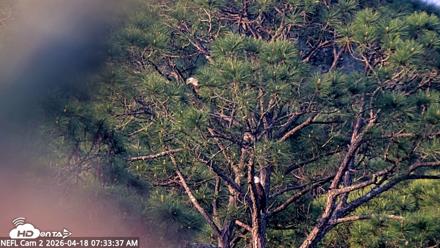 NE Florida Eagles Live Webcam - Apr 18, 2026, 7:34am EDT