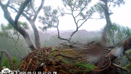 NE Florida Eagles Live Webcam - Sep 12, 2026, 3:28pm EDT