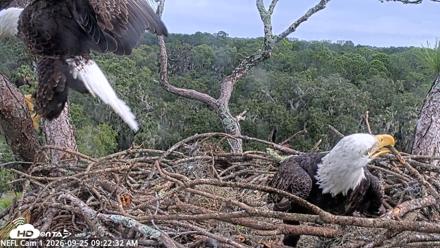 NE Florida Eagles Live Webcam - Sep 25, 2026, 9:23am EDT