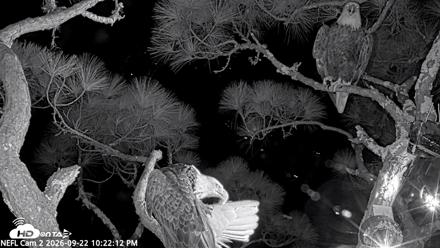 NE Florida Eagles Live Webcam - Sep 22, 2026, 10:23pm EDT