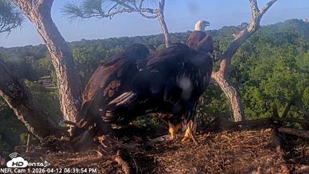 NE Florida Eagles Live Webcam - Apr 12, 2026, 6:40pm EDT