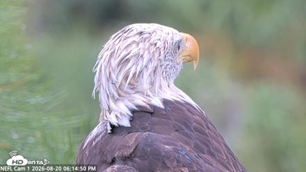 NE Florida Eagles Live Webcam - Aug 20, 2026, 6:15pm EDT