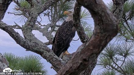 NE Florida Eagles Live Webcam - Aug 25, 2026, 7:53pm EDT