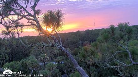 NE Florida Eagles Live Webcam - Jul 12, 2026, 8:19pm EDT