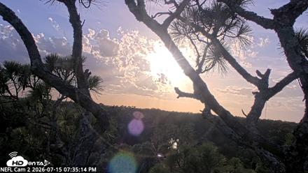 NE Florida Eagles Live Webcam - Jul 15, 2026, 7:36pm EDT