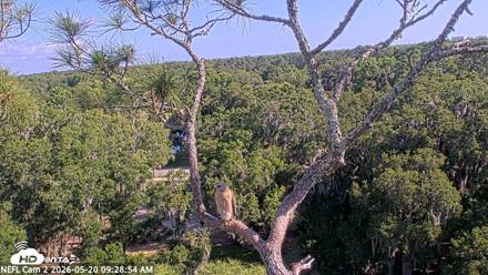 NE Florida Eagles Live Webcam - May 20, 2026, 9:29am EDT