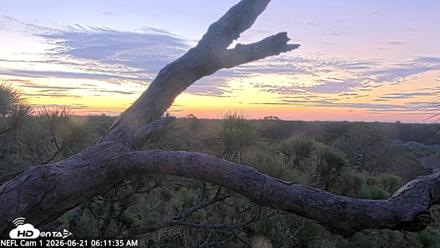 NE Florida Eagles Live Webcam - Jun 21, 2026, 6:12am EDT
