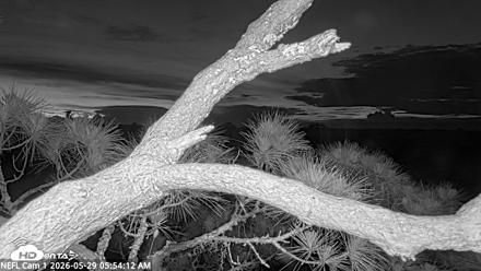 NE Florida Eagles Live Webcam - May 29, 2026, 5:55am EDT