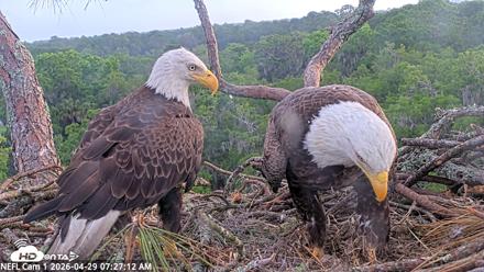 NE Florida Eagles Live Webcam - Apr 29, 2026, 7:28am EDT