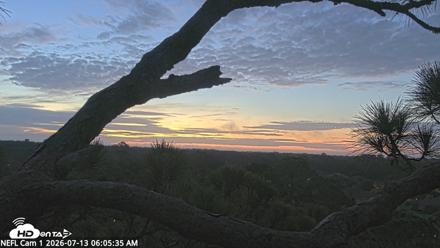 NE Florida Eagles Live Webcam - Jul 13, 2026, 6:07am EDT