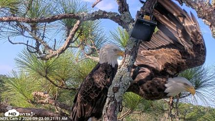 NE Florida Eagles Live Webcam - Sep 22, 2026, 9:22am EDT