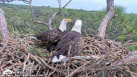 NE Florida Eagles Live Webcam - Oct 9, 2026, 12:58pm EDT