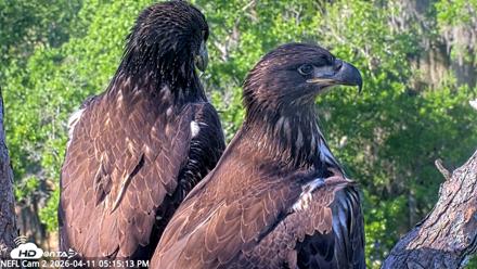 NE Florida Eagles Live Webcam - Apr 11, 2026, 5:16pm EDT
