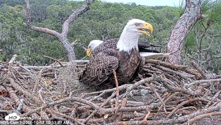 NE Florida Eagles Live Webcam - Oct 17, 2026, 10:53am EDT