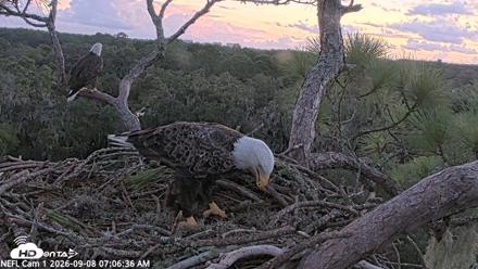 NE Florida Eagles Live Webcam - Sep 8, 2026, 7:07am EDT