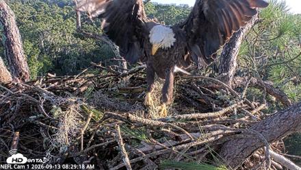 NE Florida Eagles Live Webcam - Sep 13, 2026, 8:30am EDT