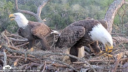 NE Florida Eagles Live Webcam - Sep 30, 2026, 7:45am EDT