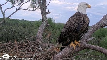 NE Florida Eagles Live Webcam - Oct 10, 2026, 6:28pm EDT