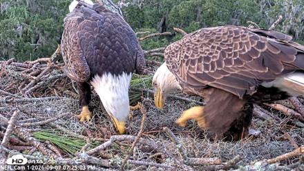NE Florida Eagles Live Webcam - Sep 7, 2026, 7:25pm EDT