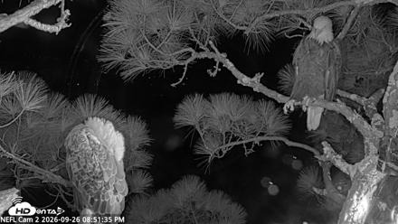 NE Florida Eagles Live Webcam - Sep 26, 2026, 8:52pm EDT