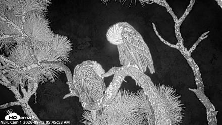 NE Florida Eagles Live Webcam - Sep 13, 2026, 5:46am EDT