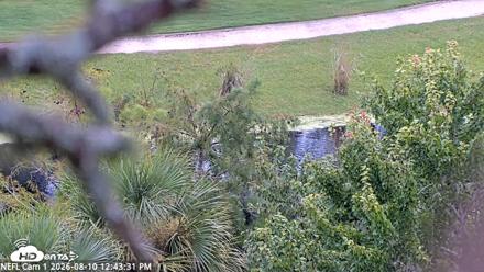 NE Florida Eagles Live Webcam - Aug 10, 2026, 12:44pm EDT