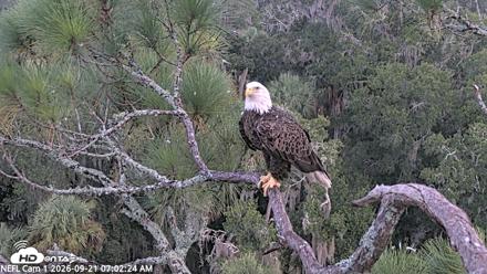 NE Florida Eagles Live Webcam - Sep 21, 2026, 7:03am EDT