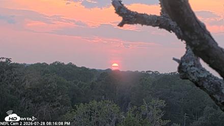 NE Florida Eagles Live Webcam - Jul 28, 2026, 8:17pm EDT