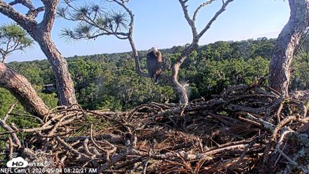NE Florida Eagles Live Webcam - May 4, 2026, 8:23am EDT