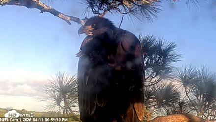 NE Florida Eagles Live Webcam - Apr 11, 2026, 7:00pm EDT