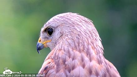 NE Florida Eagles Live Webcam - May 30, 2026, 6:29pm EDT