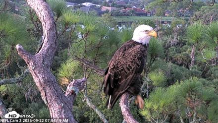 NE Florida Eagles Live Webcam - Sep 22, 2026, 7:05am EDT