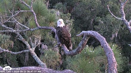 NE Florida Eagles Live Webcam - Aug 25, 2026, 6:42am EDT