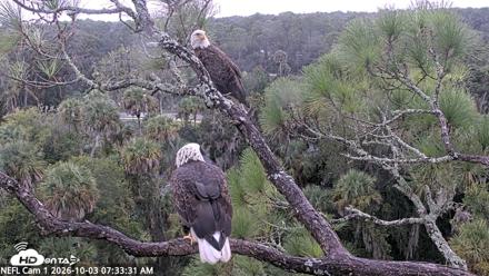 NE Florida Eagles Live Webcam - Oct 3, 2026, 7:34am EDT