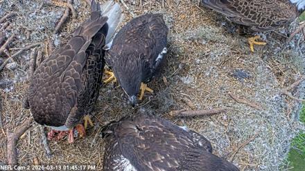 NE Florida Eagles Live Webcam - Mar 13, 2026, 1:46pm EDT