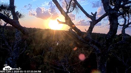 NE Florida Eagles Live Webcam - May 15, 2026, 7:56pm EDT