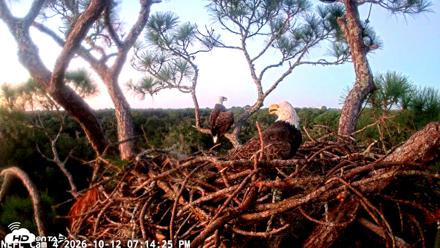 NE Florida Eagles Live Webcam - Oct 12, 2026, 7:15pm EDT
