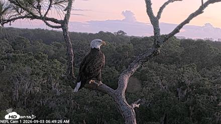 NE Florida Eagles Live Webcam - Sep 3, 2026, 6:51am EDT