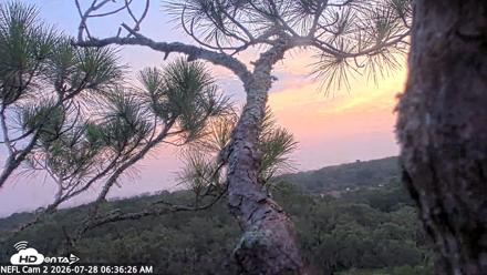 NE Florida Eagles Live Webcam - Jul 28, 2026, 6:38am EDT