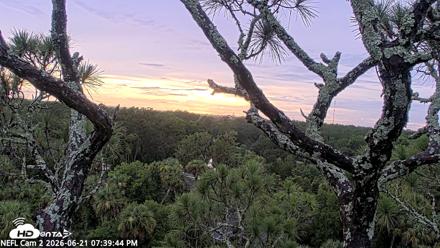 NE Florida Eagles Live Webcam - Jun 21, 2026, 7:40pm EDT