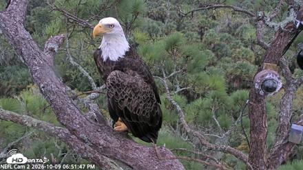 NE Florida Eagles Live Webcam - Oct 9, 2026, 6:52pm EDT