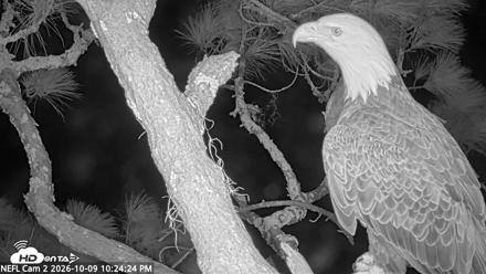 NE Florida Eagles Live Webcam - Oct 9, 2026, 10:25pm EDT