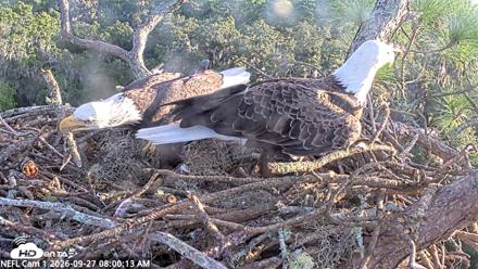 NE Florida Eagles Live Webcam - Sep 27, 2026, 8:01am EDT