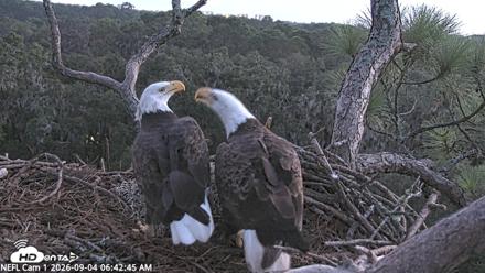 NE Florida Eagles Live Webcam - Sep 4, 2026, 6:43am EDT