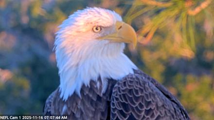 NE Florida Eagles Live Webcam - Nov 16, 2025, 7:08am EST