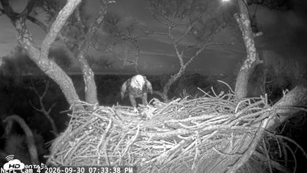 NE Florida Eagles Live Webcam - Sep 30, 2026, 7:34pm EDT