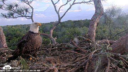 NE Florida Eagles Live Webcam - Apr 27, 2026, 7:41am EDT