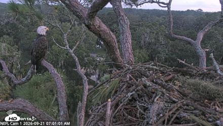 NE Florida Eagles Live Webcam - Sep 21, 2026, 7:01am EDT