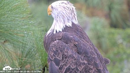 NE Florida Eagles Live Webcam - Aug 20, 2026, 6:14pm EDT